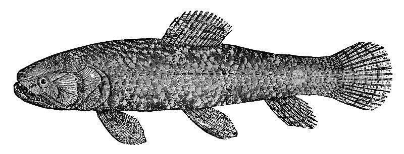 Trahira Fish (Hoplias Malabaricus) - 19世纪